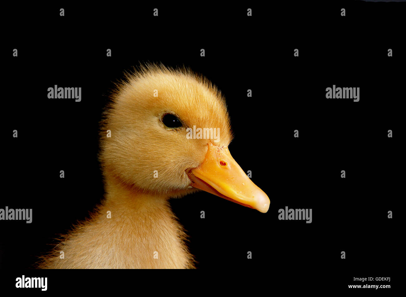 Graziosa anatra giallo su sfondo nero Foto Stock