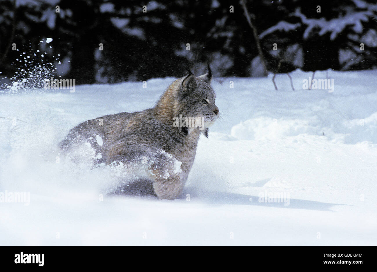 CANADIAN Lynx Lynx canadensis, adulti in esecuzione attraverso la neve, CANADA Foto Stock