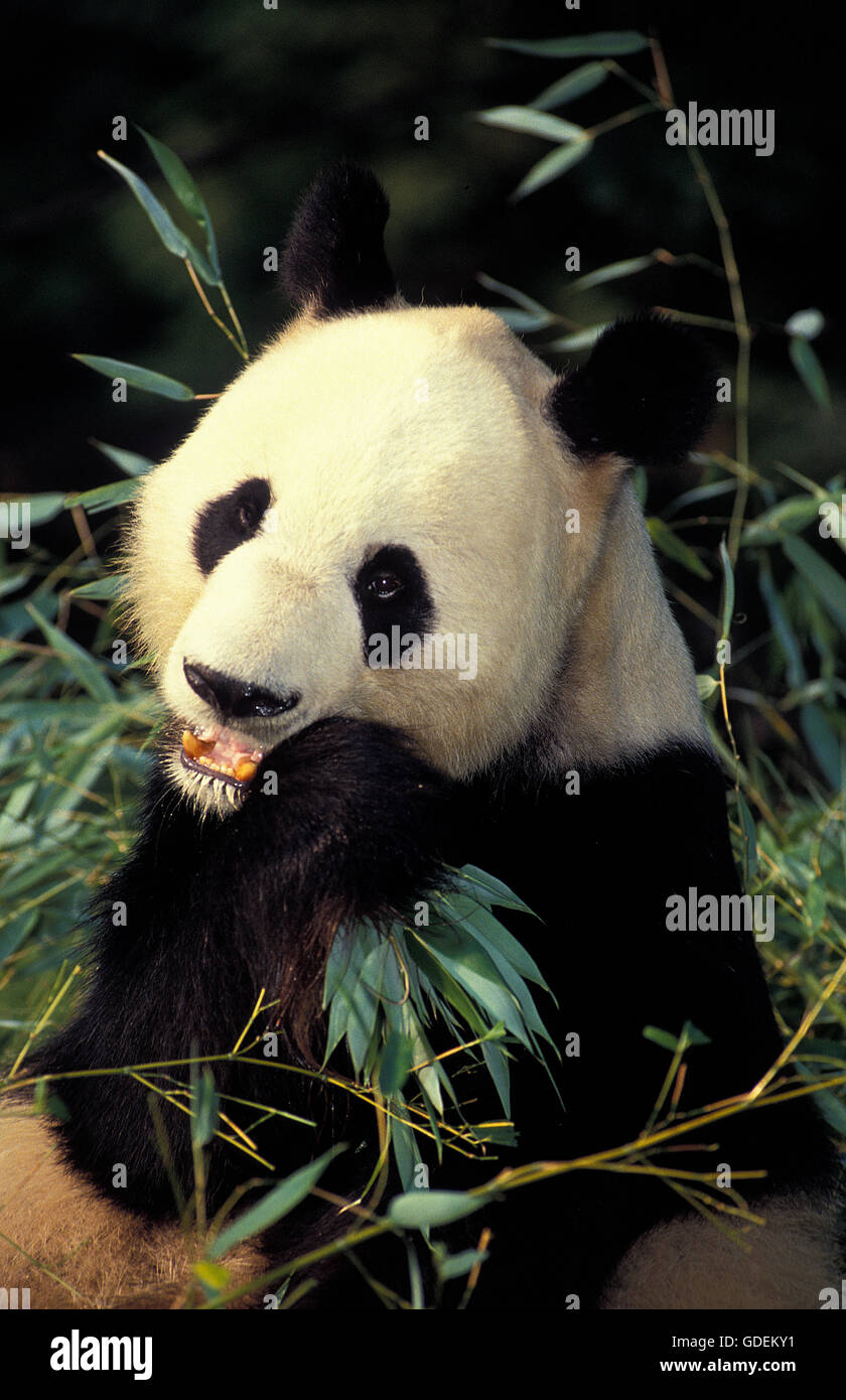 Panda gigante, Ailuropoda melanoleuca, adulti di mangiare le foglie di bambù, riserva di Wolong in Cina Foto Stock
