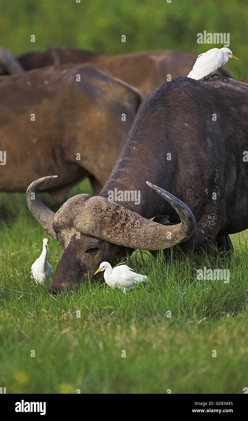 Bufalo africano, syncerus caffer e airone guardabuoi, Bubulcus ibis, Masai Mara Park in Kenya Foto Stock