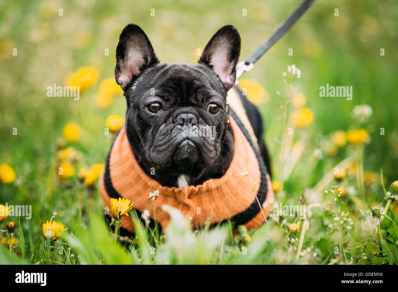 Funny giovane nero bulldog francese cane in erba verde, in parco all'aperto Foto Stock Funny giovane nero bulldog francese cane in erba verde, in parco all'aperto Foto Stock