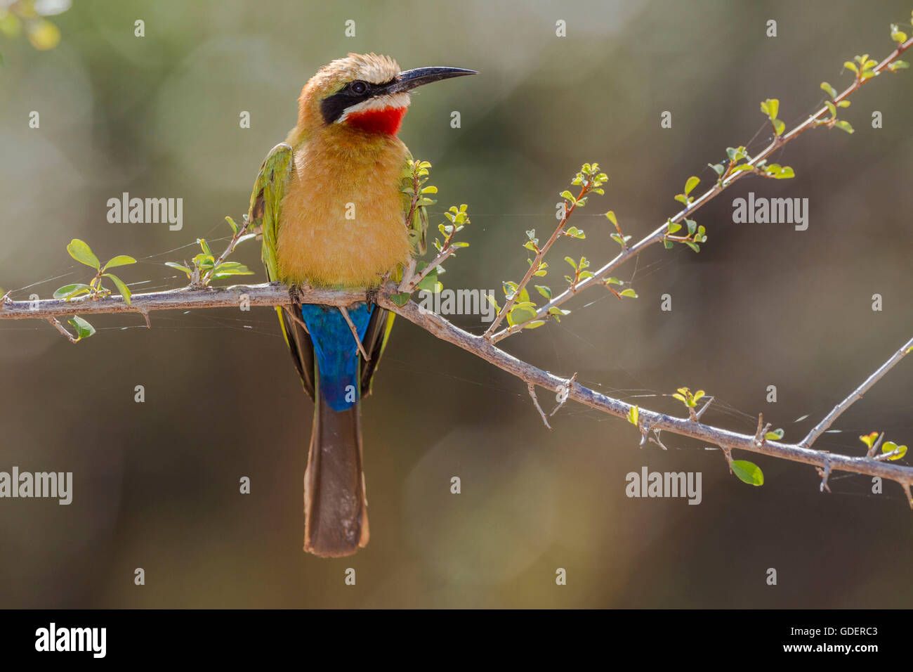 Bianco-fronteggiata gruccione, Kruger National Park, Sud Africa / (Merops bullockoides) Foto Stock