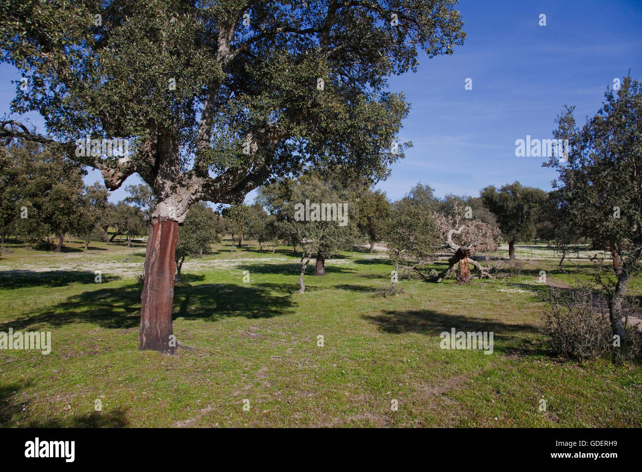 Le querce da sughero, Extremadura,Spagna / (Quercus suber) Foto Stock