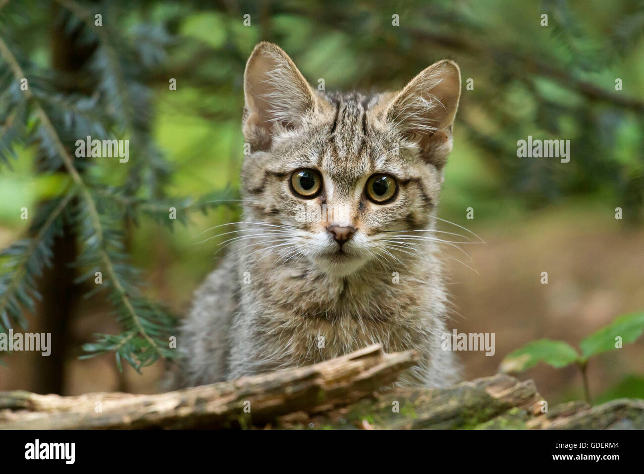 Comune Gatto Selvatico, gattino / (Felis silvestris) Foto Stock