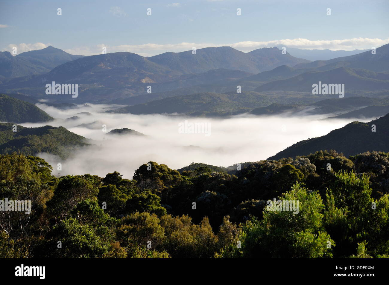 Rainfores,t West Coast Range, Tasmania, Australia Foto Stock