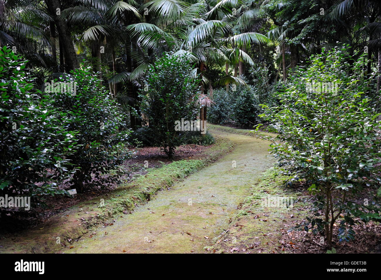 Parque Terra Nostra Furnas, Sao Miguel, Azzorre, Portogallo Foto Stock