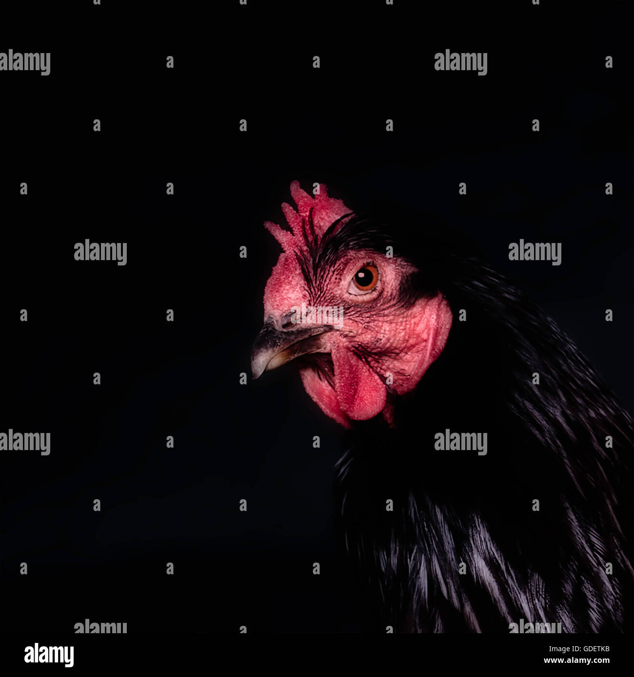 La Rhode Island red pollo da vicino Foto Stock