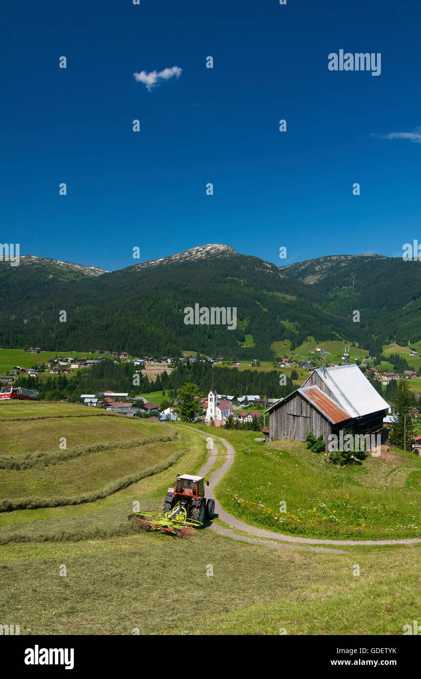 Il fieno raccolto in Riezlern, valle Kleinwalsertal, Allgaeu, Vorarlberg, Austria Foto Stock