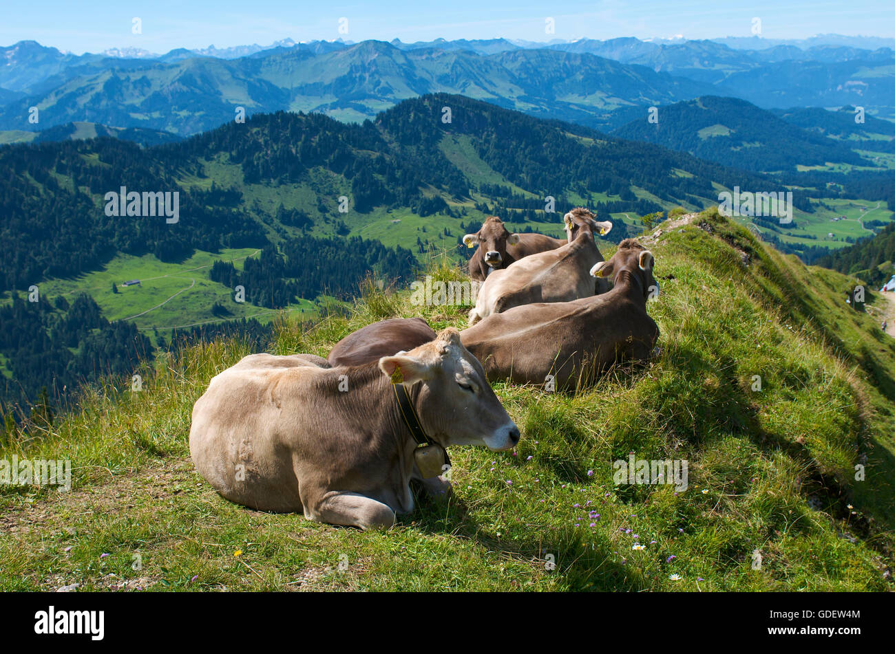 Vacche vicino a Oberstaufen, Allgaeu, Baviera, Germania Foto Stock