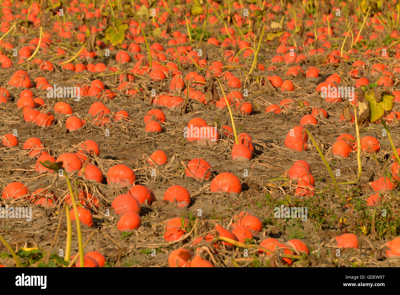 Zucca Patch, Renania-Palatinato, Germania / (Cucurbita pepo) / zucche Foto Stock