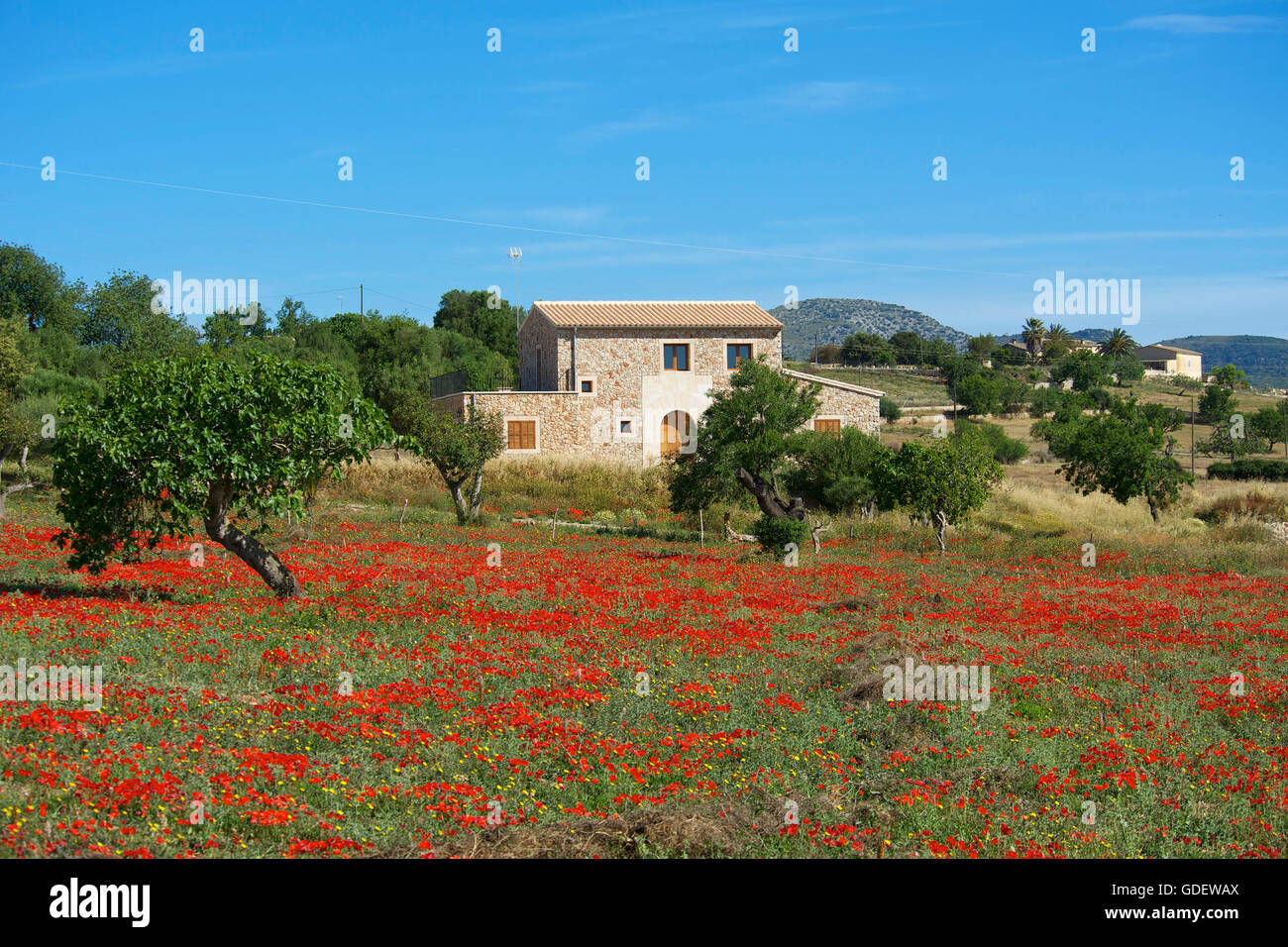 Papaveri comune, Finca, Maiorca, Baleari, Spagna Foto Stock