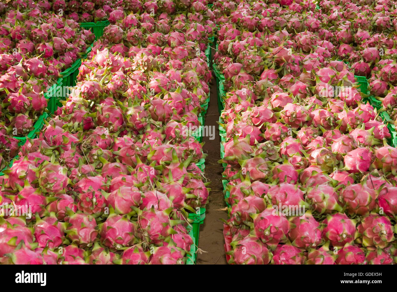 Pitaya, Vietnam / Pitahaya, Dragonfruit Foto Stock