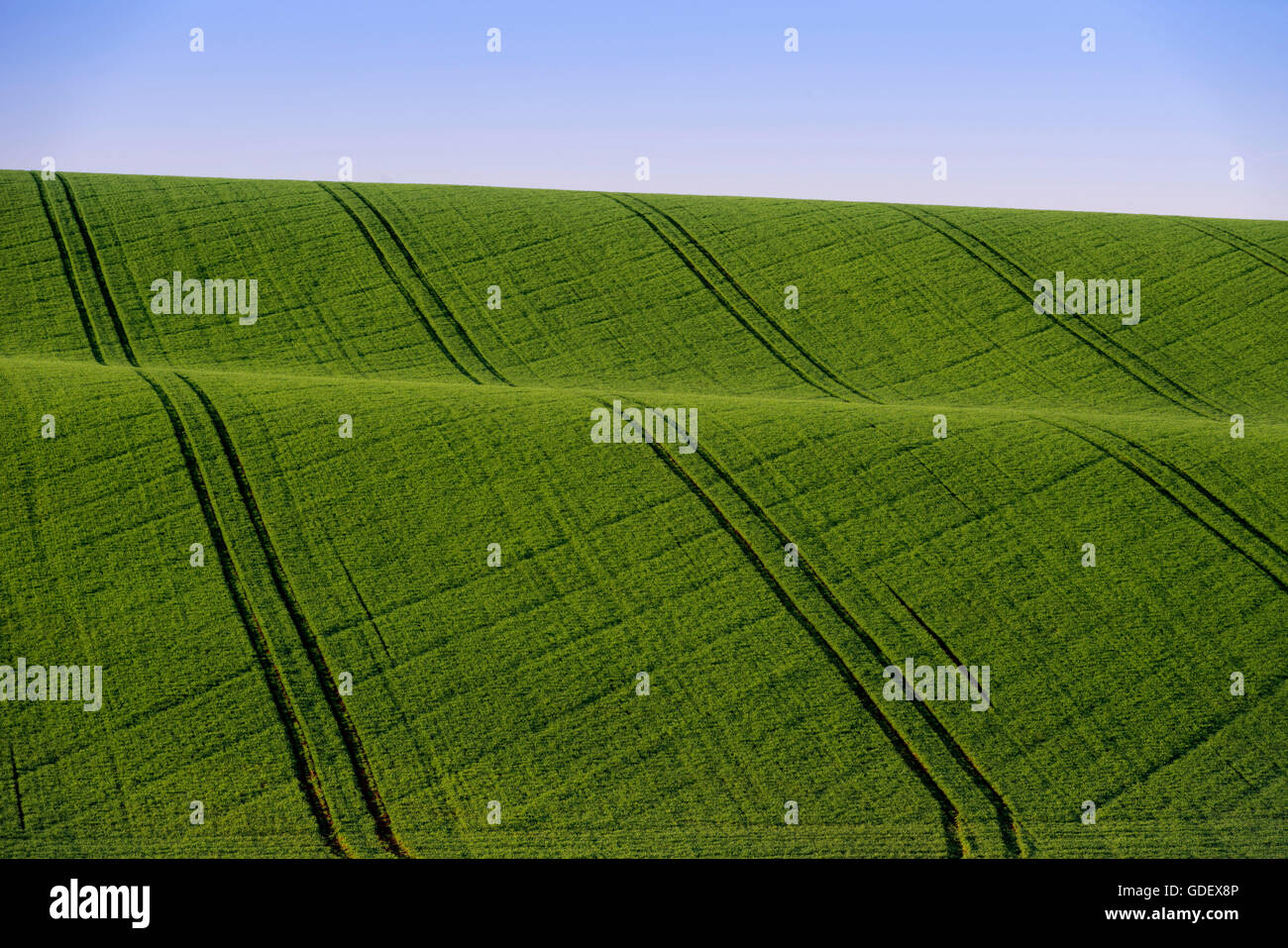 Campo di grano di inverno, Baden-Württemberg, Germania Foto Stock