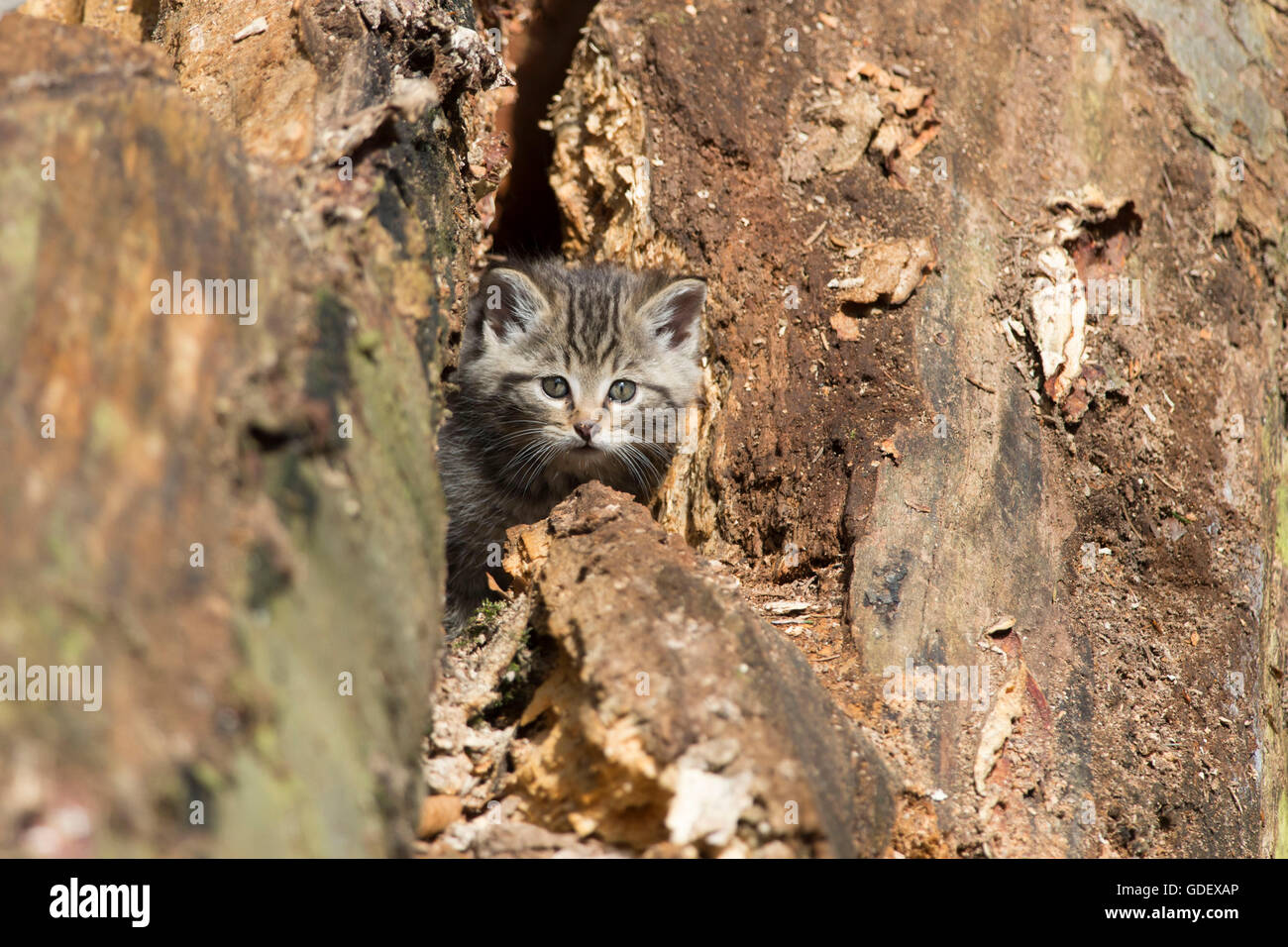 Il gatto selvatico, gattino, Parco Nazionale della Foresta Bavarese, Baviera, Germania, Felis silvestris Foto Stock