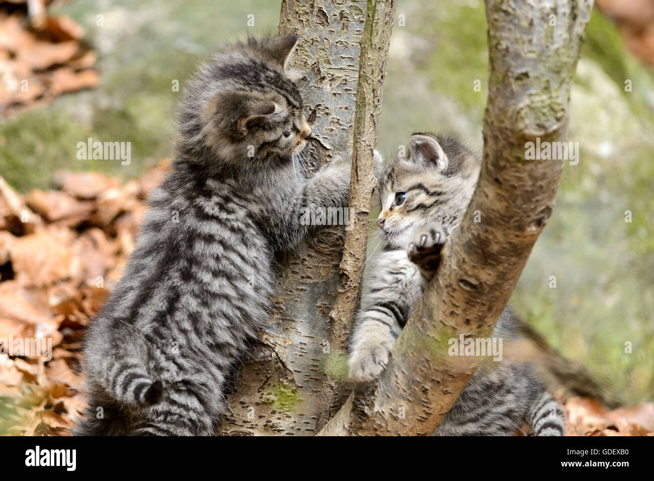 Comune di gatti selvatici, gattini, Parco Nazionale della Foresta Bavarese, Baviera, Germania, Felis silvestris Foto Stock