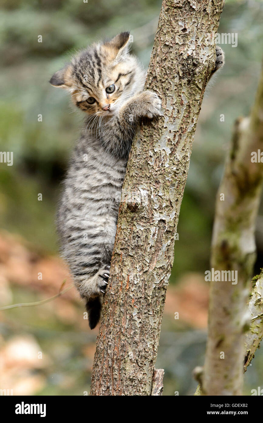 Comune Gatto Selvatico, gattino, Parco Nazionale della Foresta Bavarese, Baviera, Germania, Felis silvestris Foto Stock
