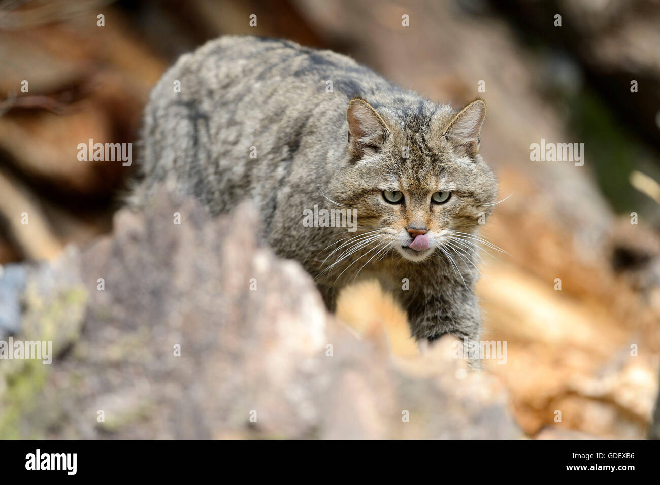 Comune gatto selvatico, il Parco Nazionale della Foresta Bavarese, Baviera, Germania, Felis silvestris Foto Stock