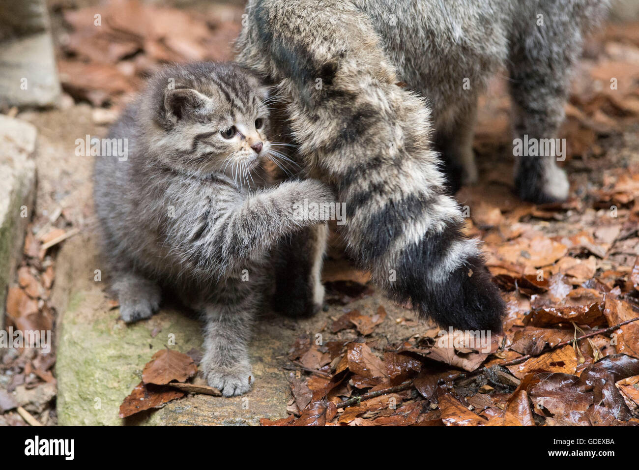 Comune gatto selvatico con un gattino, Parco Nazionale della Foresta Bavarese, Baviera, Germania, Felis silvestris Foto Stock