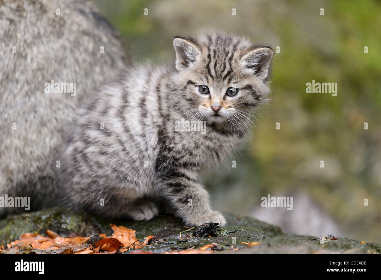 Comune Gatto Selvatico, gattino, Parco Nazionale della Foresta Bavarese, Baviera, Germania, Felis silvestris Foto Stock