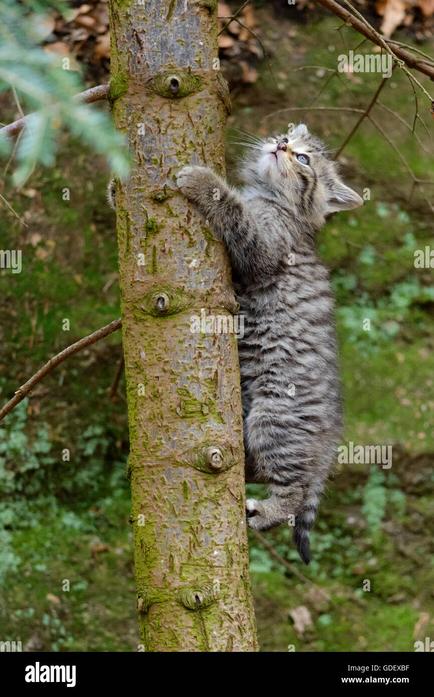 Comune Gatto Selvatico, gattino, Parco Nazionale della Foresta Bavarese, Baviera, Germania, Felis silvestris Foto Stock