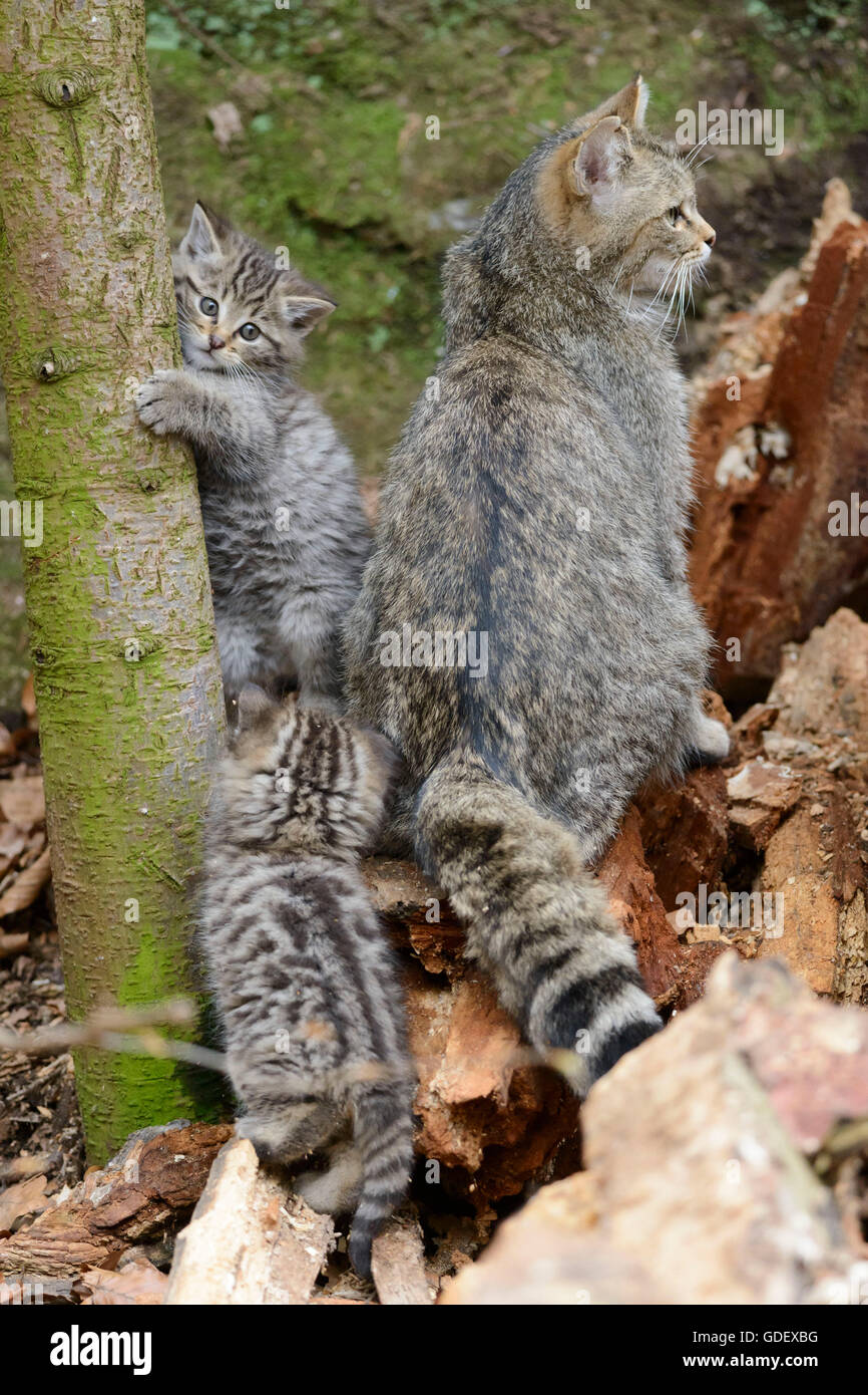 Comune Gatto Selvatico con gattini, Parco Nazionale della Foresta Bavarese, Baviera, Germania, Felis silvestris Foto Stock