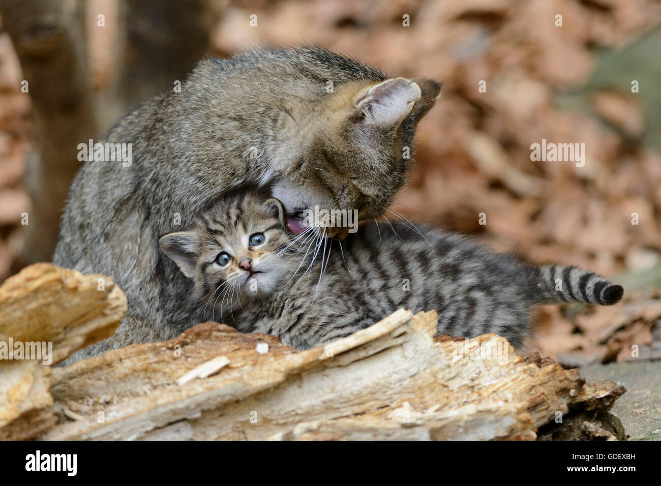 Comune gatto selvatico con un gattino, Parco Nazionale della Foresta Bavarese, Baviera, Germania, Felis silvestris Foto Stock