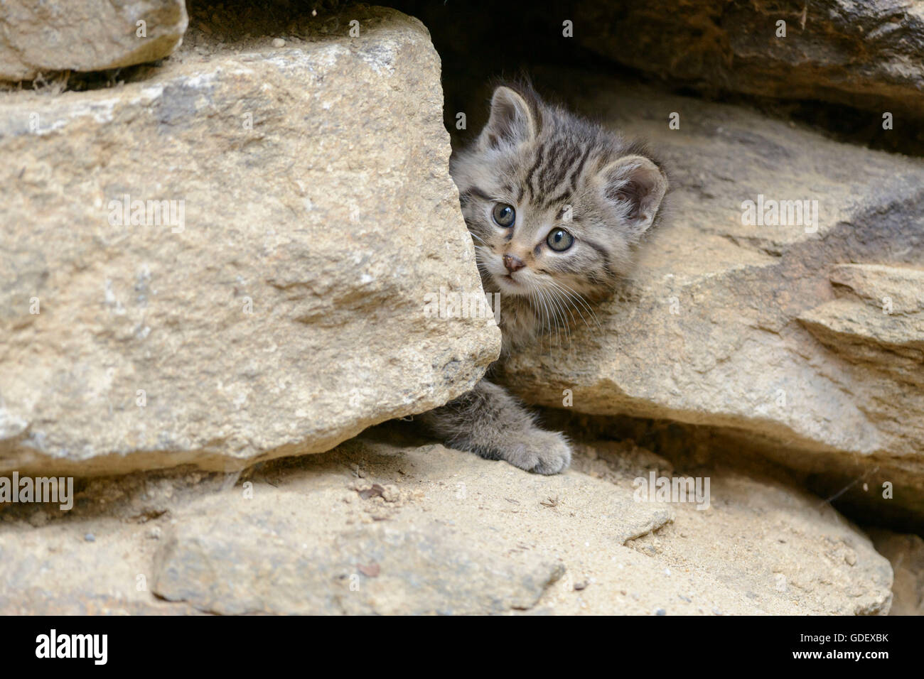 Comune Gatto Selvatico, gattino, Parco Nazionale della Foresta Bavarese, Baviera, Germania, Felis silvestris Foto Stock