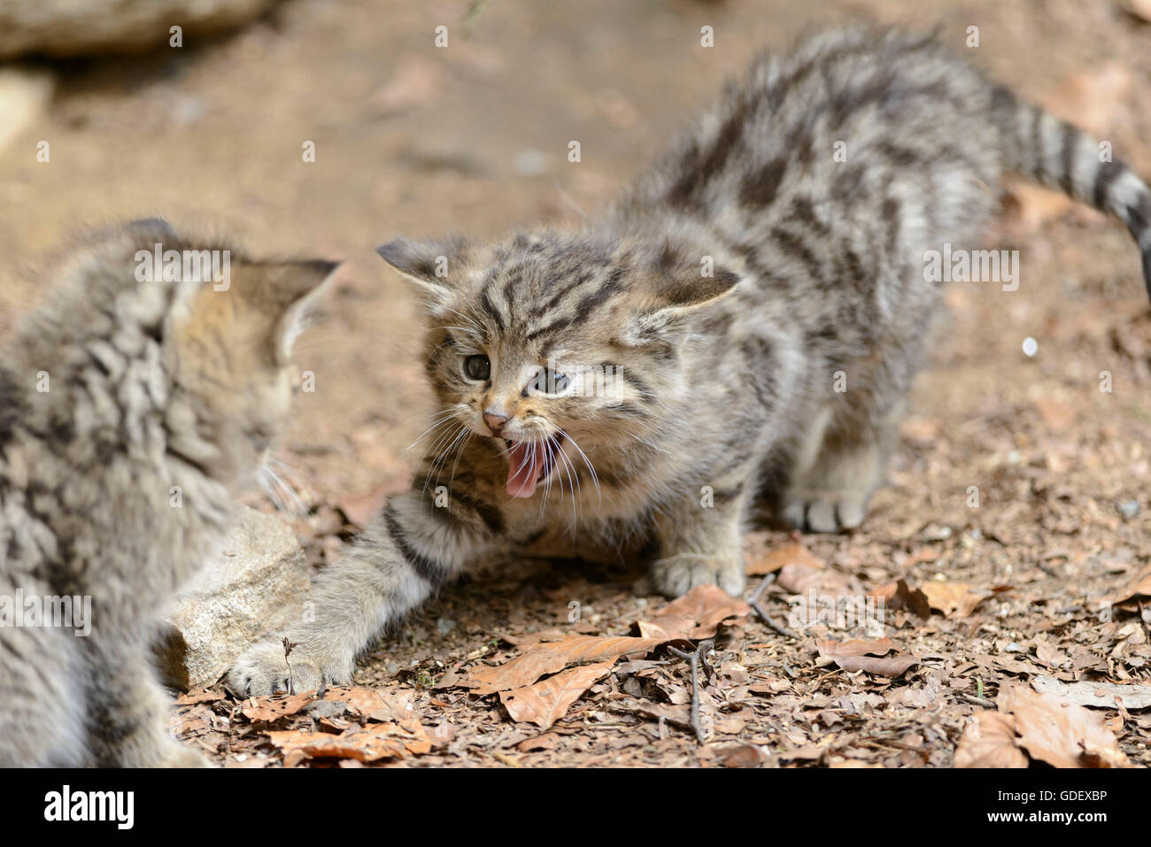 Comune di gatti selvatici, gattini, Parco Nazionale della Foresta Bavarese, Baviera, Germania, Felis silvestris Foto Stock