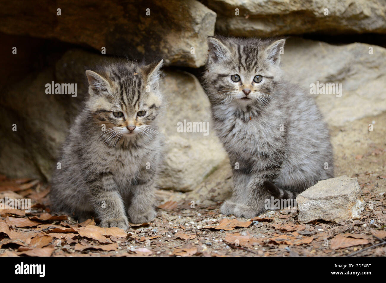 Comune di gatti selvatici, gattini, Parco Nazionale della Foresta Bavarese, Baviera, Germania, Felis silvestris Foto Stock