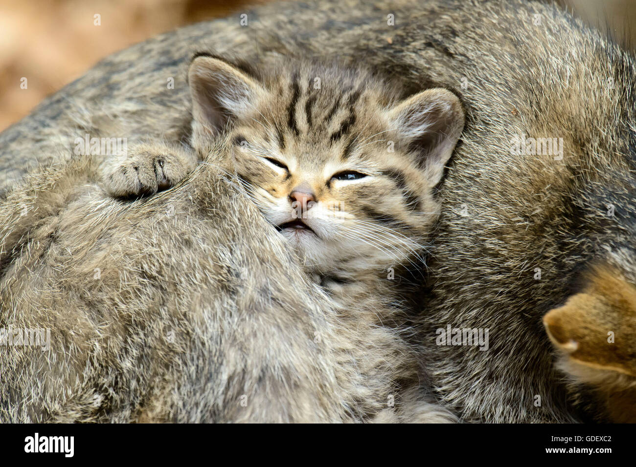 Comune Gatto Selvatico con gattini, Parco Nazionale della Foresta Bavarese, Baviera, Germania, Felis silvestris Foto Stock