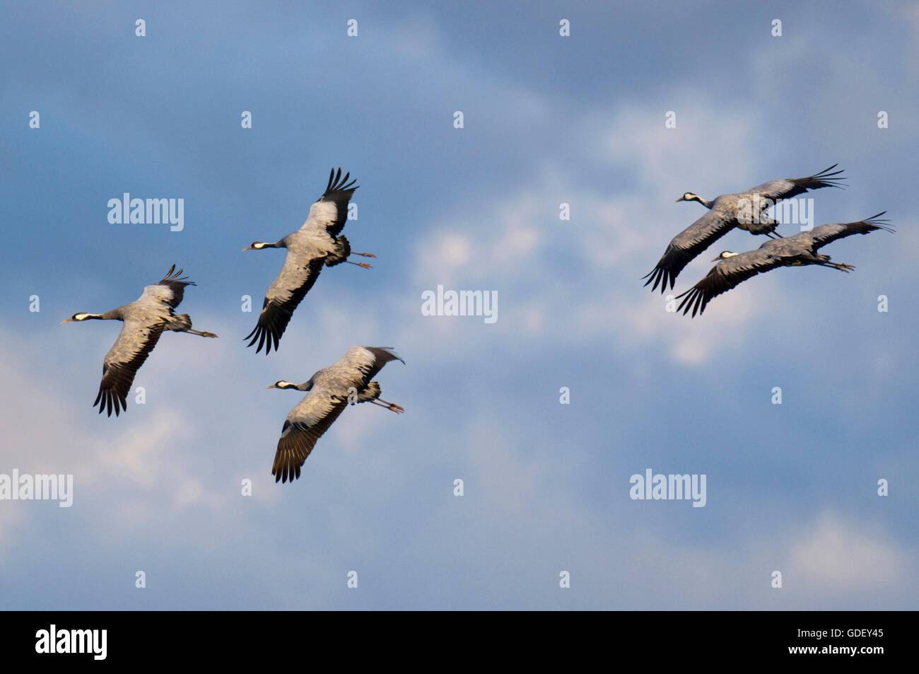 Gru comuni, (grus grus), Germania Foto Stock