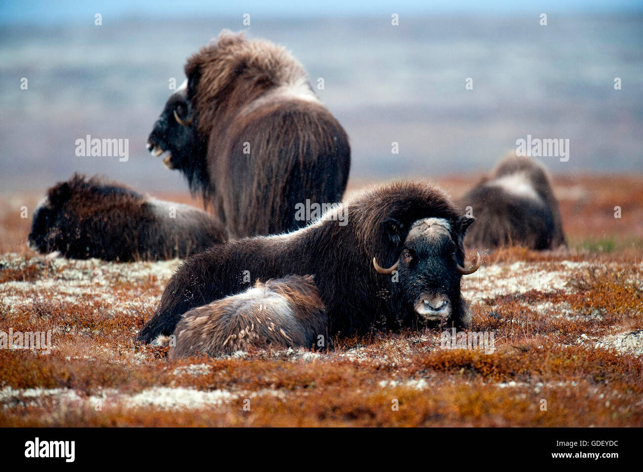 Musk ox, (Ovibos moschatus), atumn, Norvegia, Dovrefjell Nationalpark Foto Stock