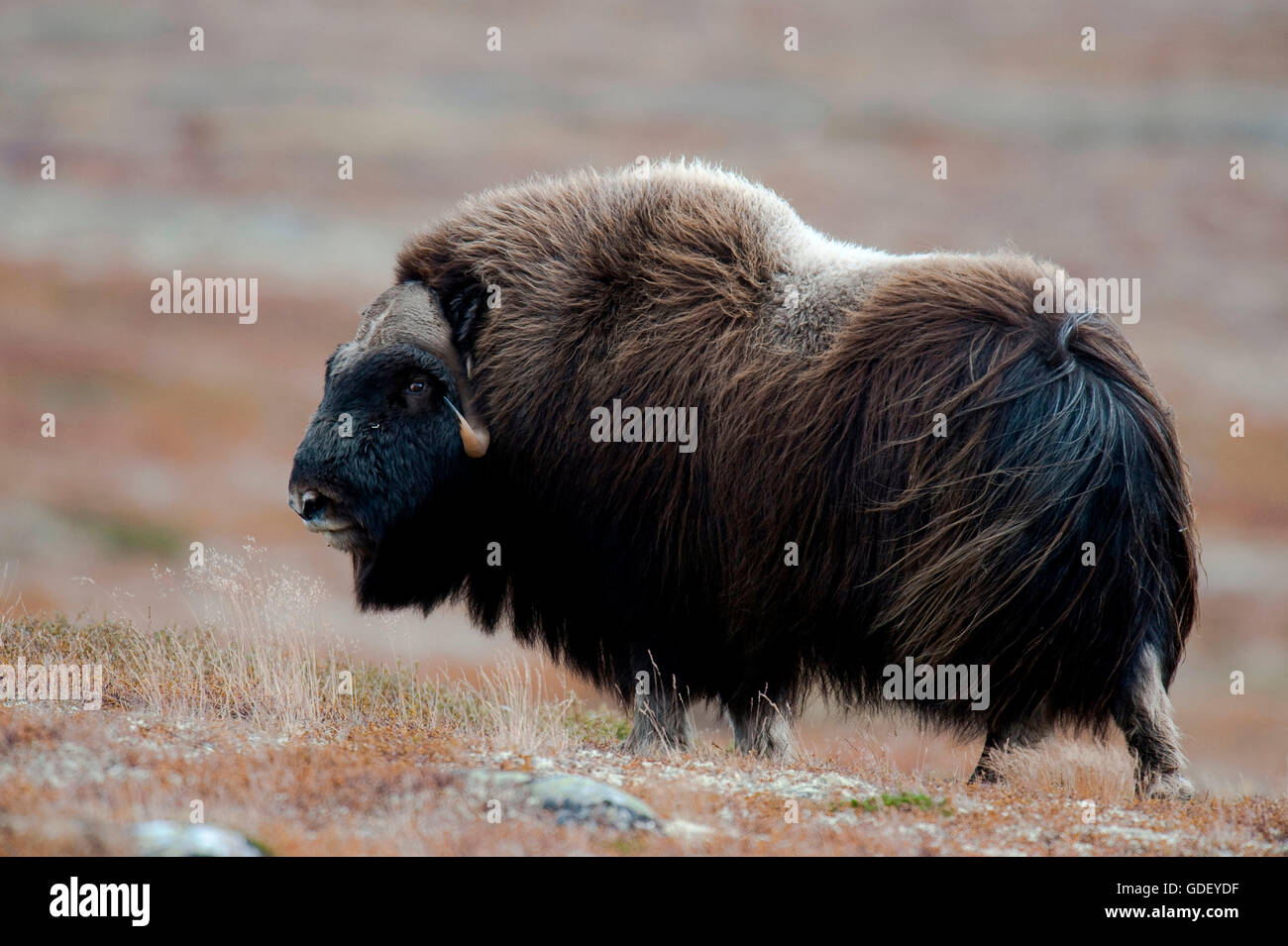 Musk ox, (Ovibos moschatus), atumn, Norvegia, Dovrefjell Nationalpark Foto Stock