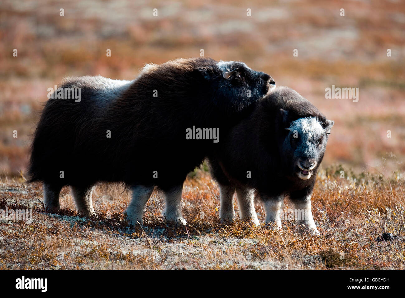 Musk ox, (Ovibos moschatus), atumn, Norvegia, Dovrefjell Nationalpark Foto Stock