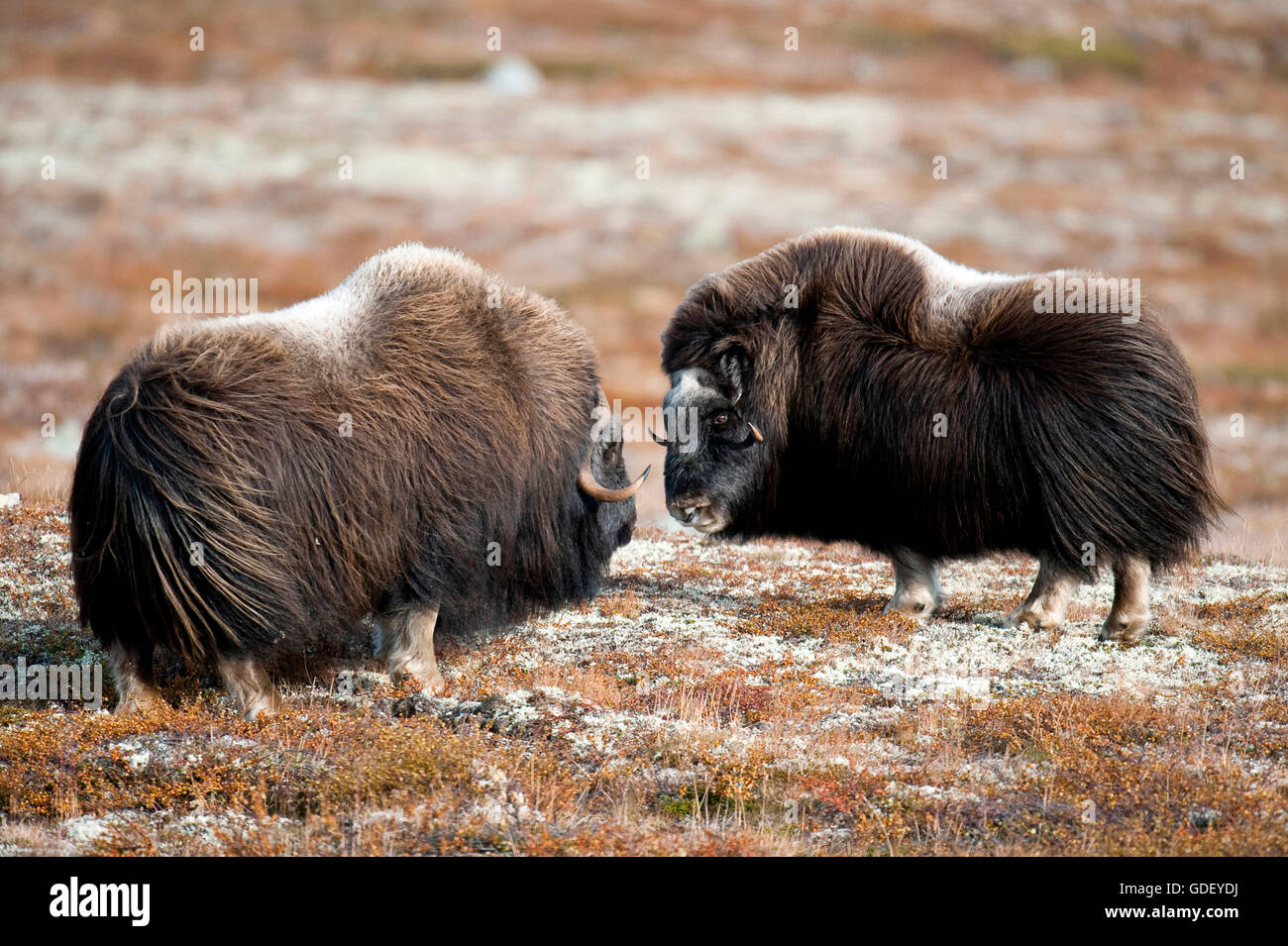 Musk ox, (Ovibos moschatus), atumn, Norvegia, Dovrefjell Nationalpark Foto Stock