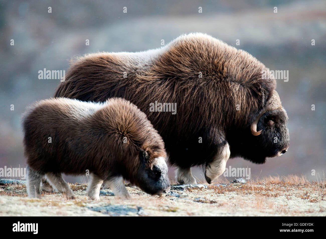 Musk ox, (Ovibos moschatus), atumn, Norvegia, Dovrefjell Nationalpark Foto Stock