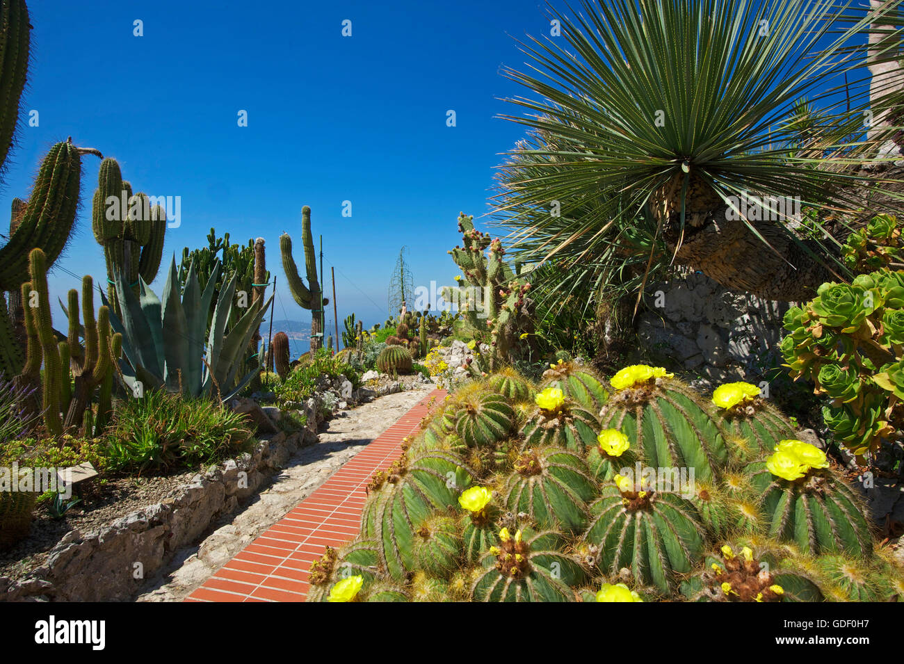 Jardin Exotique a Eze, Cote d'Azur, alpi marittime, provenza alpi costa azzurra, francia Foto Stock