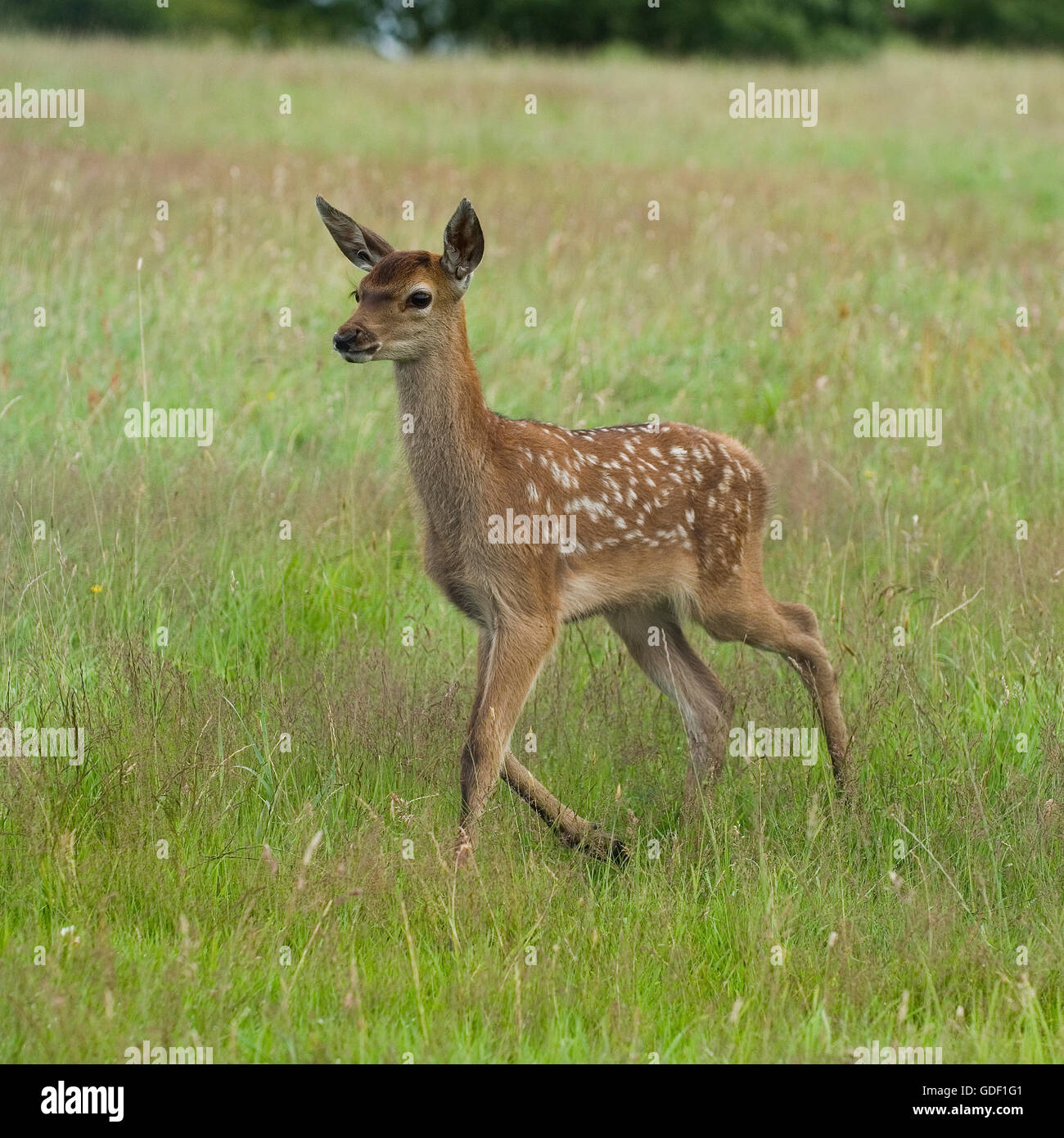 vitello dei cervi rossi Foto Stock