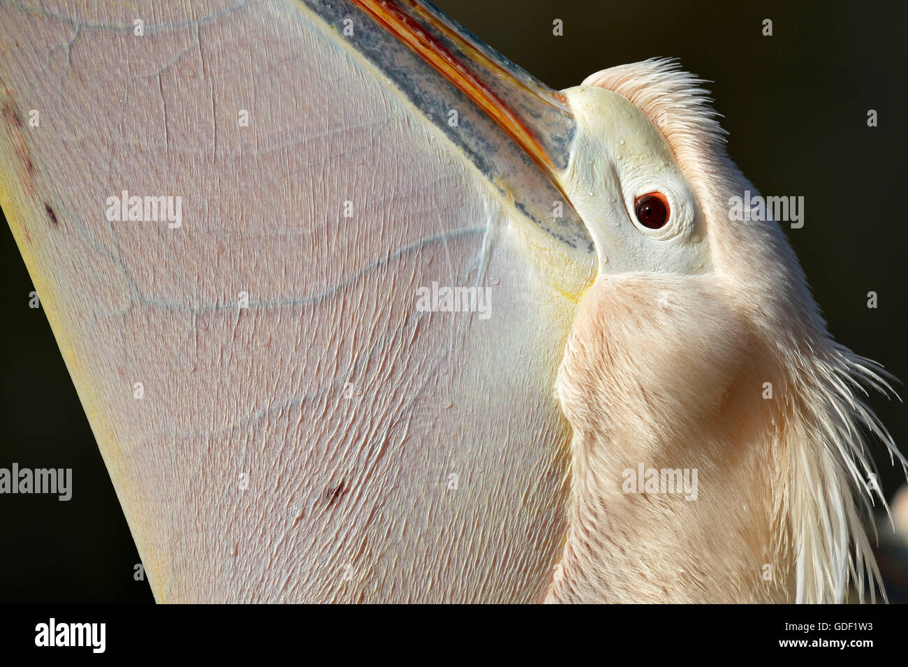 White pelican, (Pelecanus onocrotalus), captive, gola pouch Foto Stock