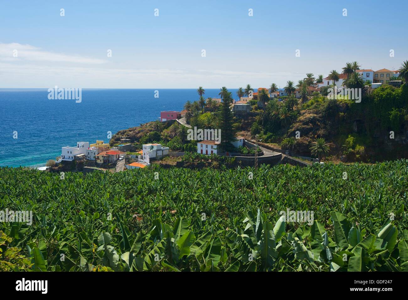 Piantagione di banane, La Palma, Canarie, Spagna Foto Stock