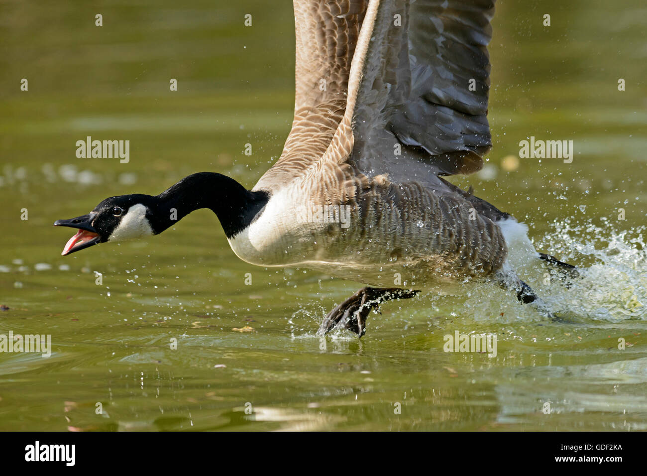 Canada Goose, (Branta canadensis), Germania Foto Stock