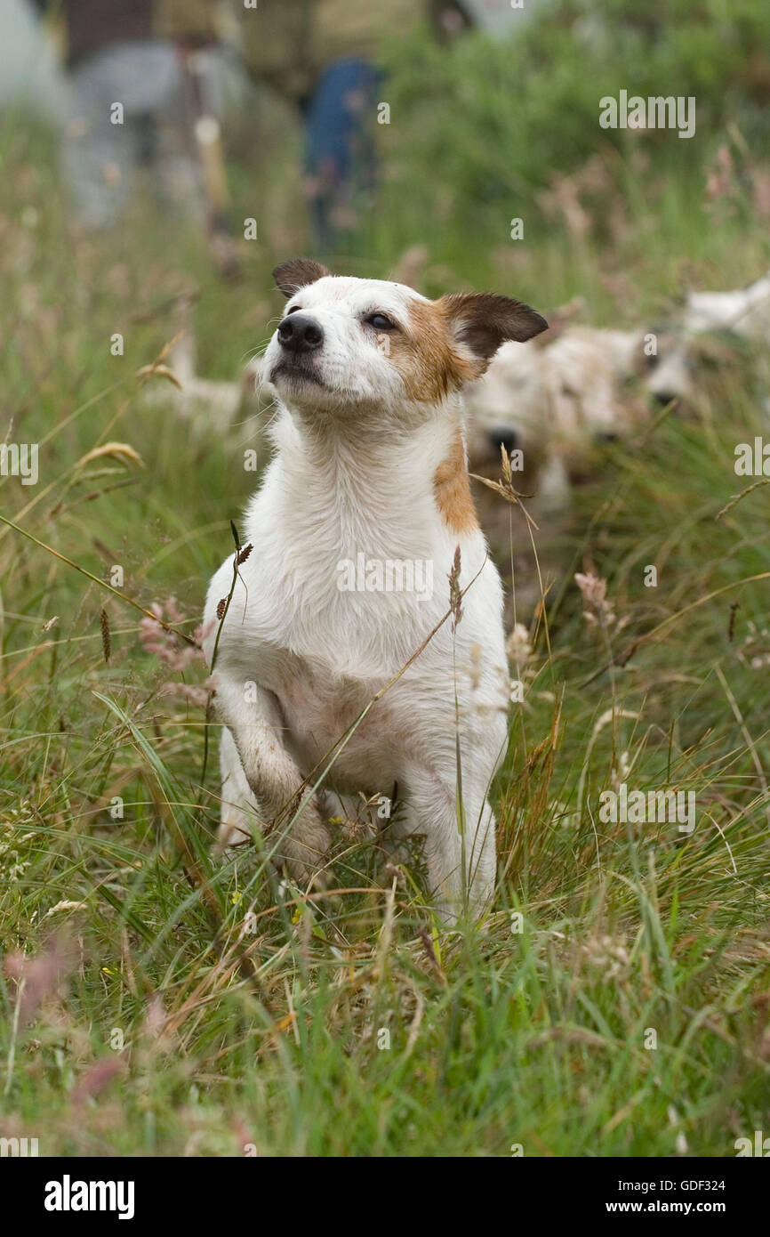 Jack Russell Terrier annusando il sir Foto Stock