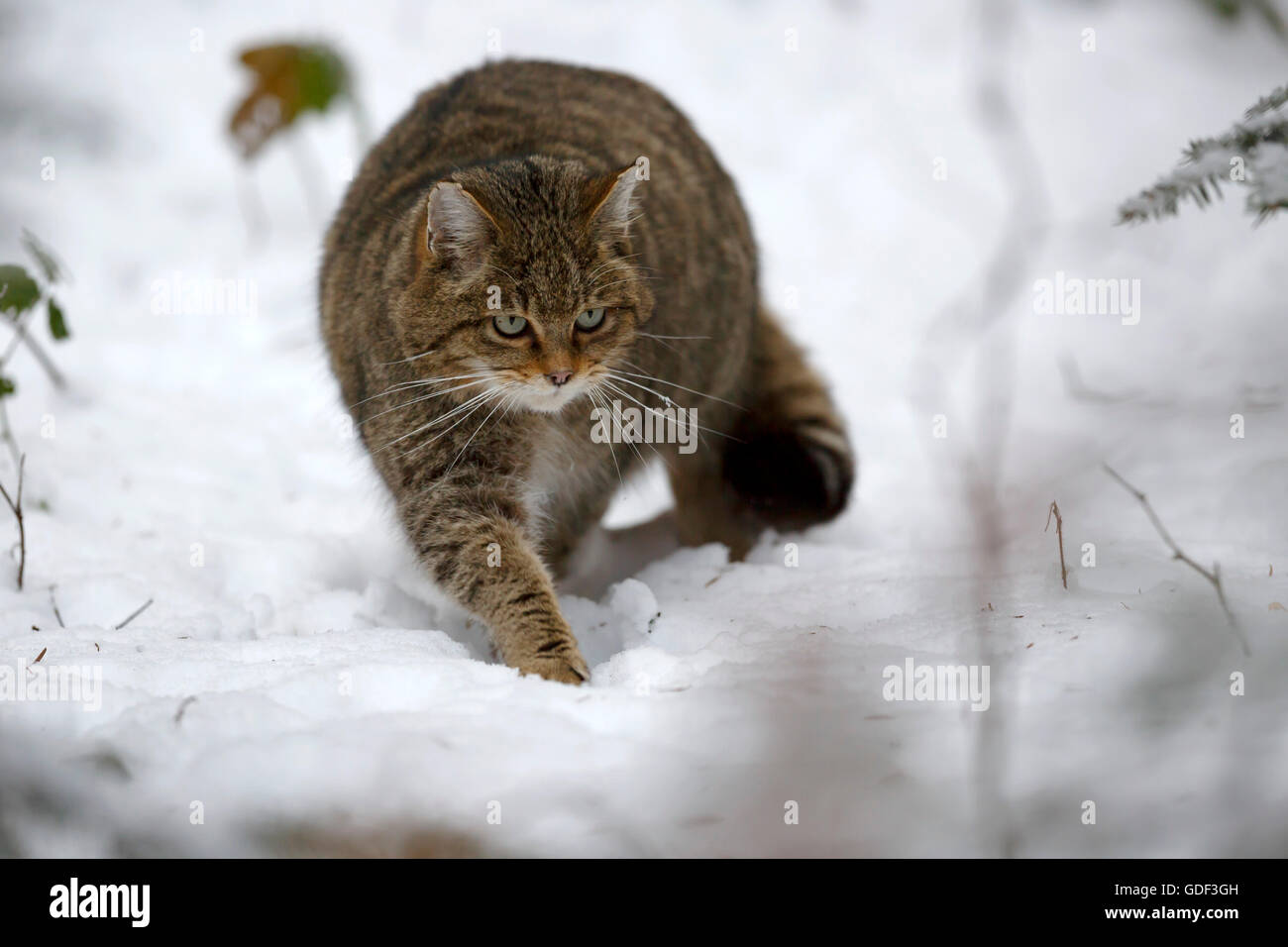 Comune gatto selvatico (Felis silvestris), captive Foto Stock