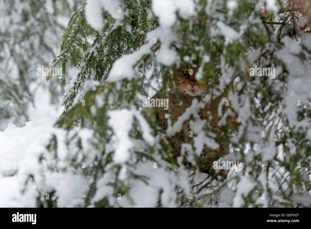 Comune gatto selvatico (Felis silvestris), captive Foto Stock