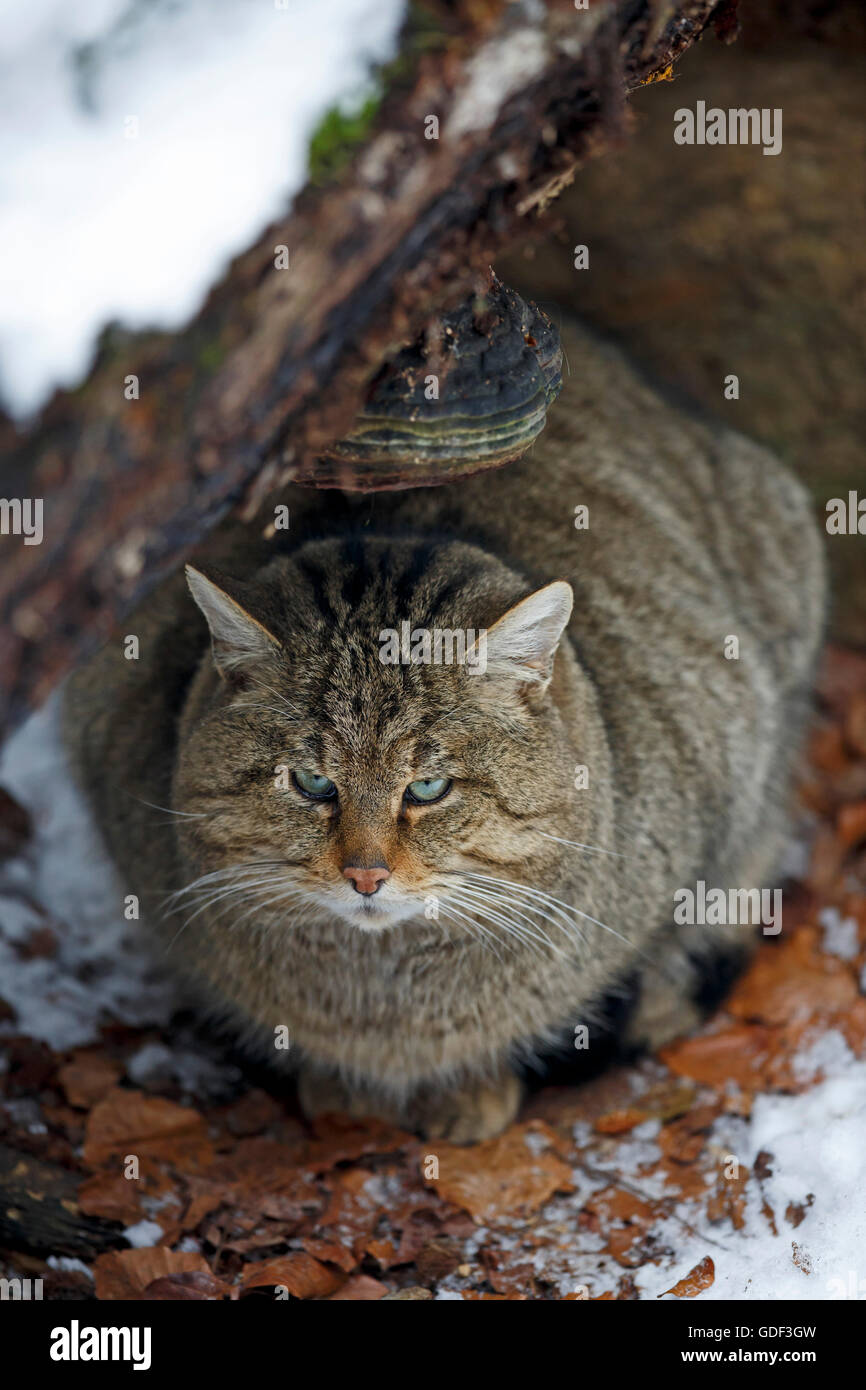 Comune gatto selvatico (Felis silvestris), captive Foto Stock
