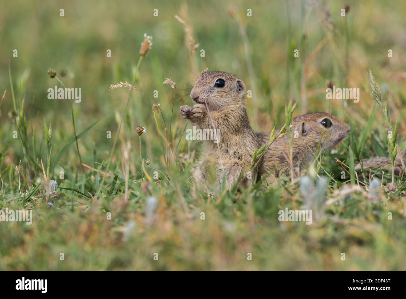 Souslik europeo, Bulgaria/ (Spermophilus citellus) Foto Stock