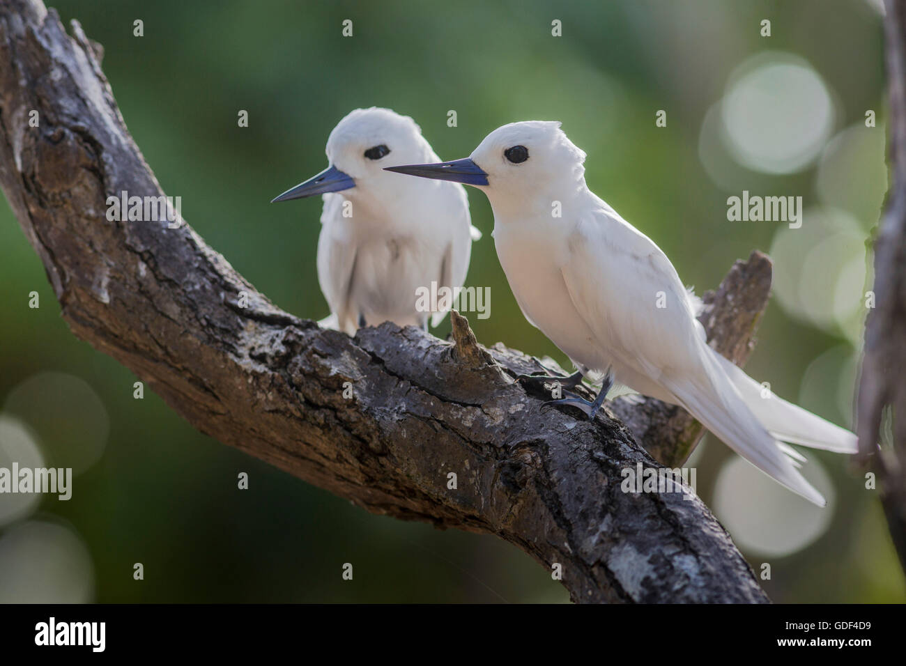 Bianco o tern Fairy Tern, (Gygis alba), Bird Island, Seicelle Foto Stock