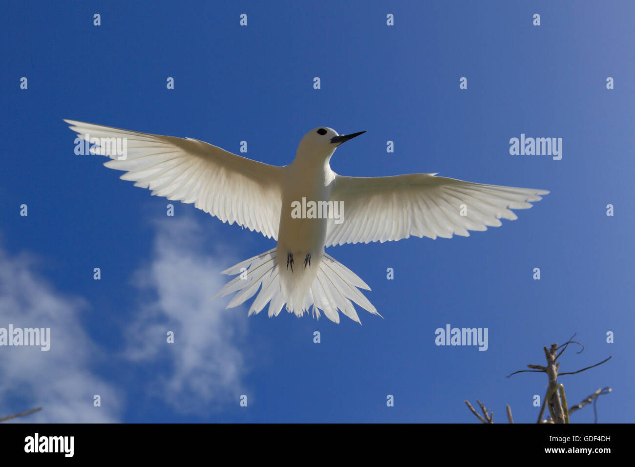 Bianco o tern Fairy Tern, (Gygis alba), Bird Island, Seicelle Foto Stock