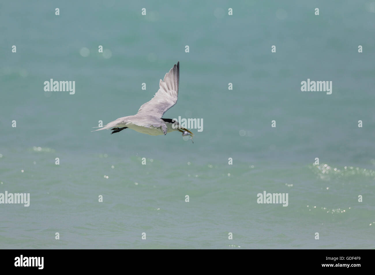 Grande crested tern, (Thalasseus bergii), Praslin, Seicelle Foto Stock