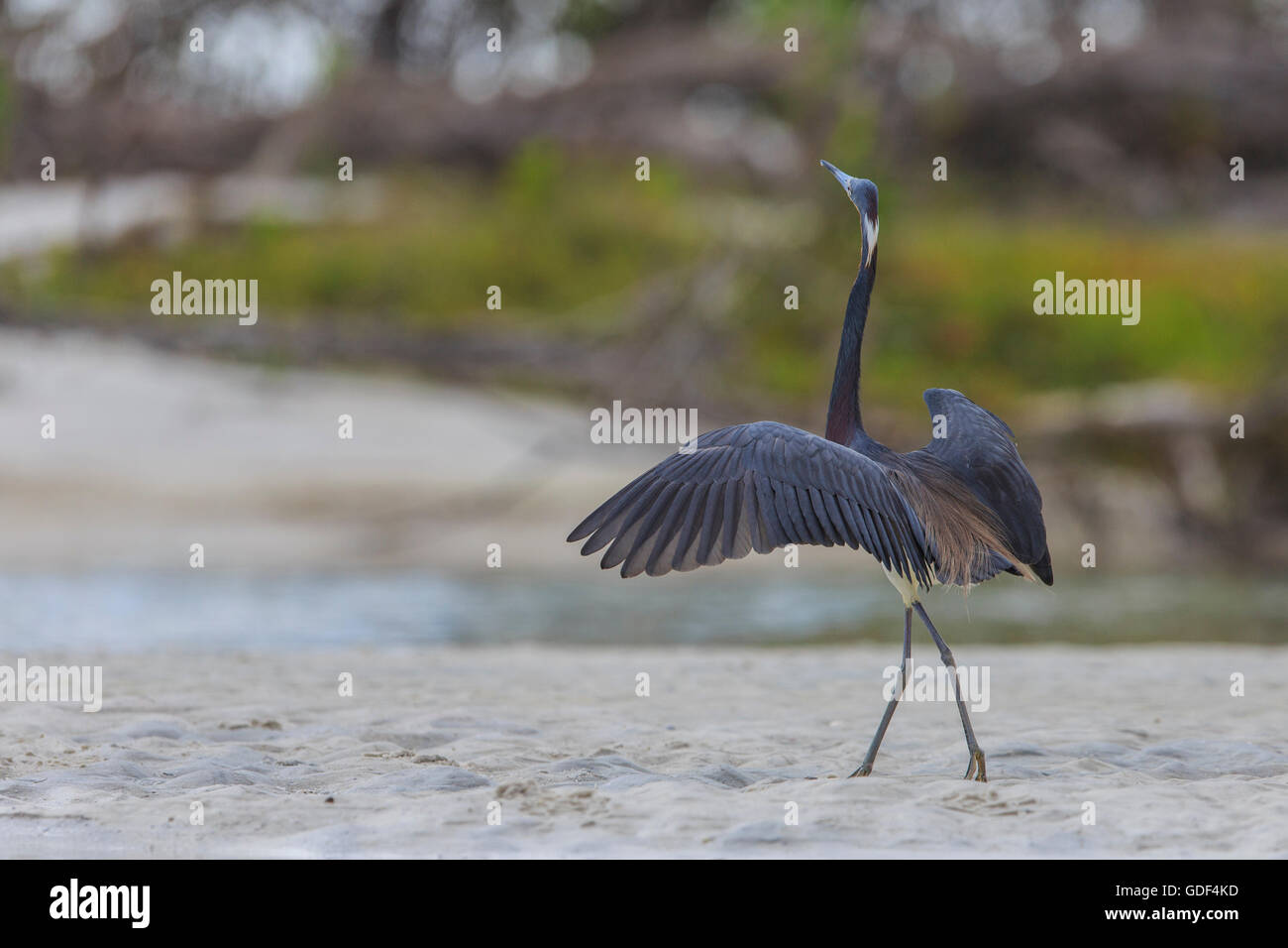 Airone tricolore, Florida/ (Egretta tricolore) Foto Stock